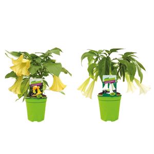 Afbeelding van Kp19 Brugmansia "Datura divers"